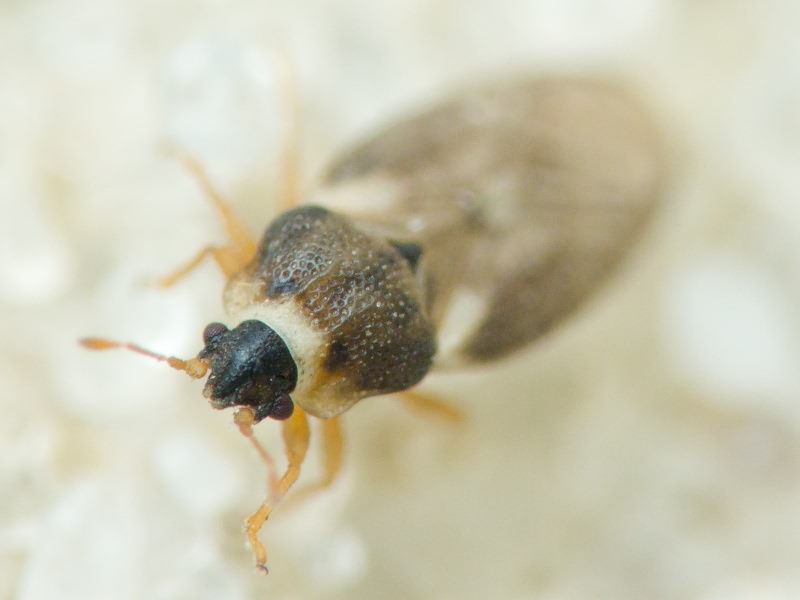 Piesma capitatum (Wolff, 1804)